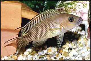 Neolamprologus falcicula
